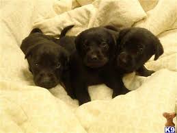 Well tempered, good with kids, farm raised. Labrador Retriever Puppy For Sale Black Lab Puppies 9 Years Old