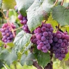 Pluck fruit straight from nature's top shelf in south australia. Fruit Picking Australia Fruit Picking Jobs Fruit Picking Season