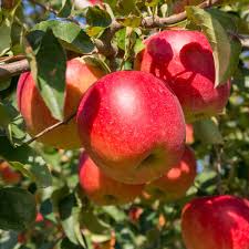 関東【りんご狩り】有名スポット：各地の人気レア品種を知って楽しい思い出作りを！｜THE GATE｜日本の旅行観光マガジン・観光旅行情報掲載