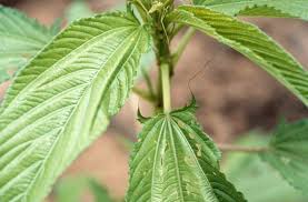 Image result for Corchorus olitorius