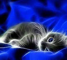 Lo Bo Lo Bo Feroz Kitten Wallpaper Cat Wallpaper Animal Wallpaper