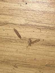 Maybe you would like to learn more about one of these? Worms In Kitchen Drawer Are Carpet Beetle Larvae All About Worms