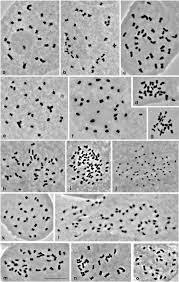 Image result for Sarcophrynium brachystachyum