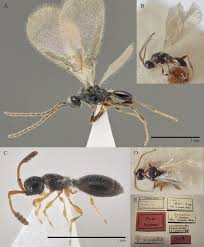 Image result for Disperis sp. nov. aff. bifida