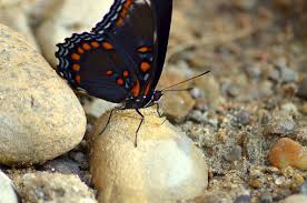 You will also notice that the dorsal wings may have orange, white, blue, and brown coloring. Black Blue Orange Butterfly Se Michigan Sw Oakland County Album On Imgur