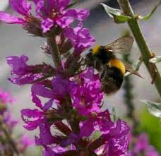 Although it is possible for the bone to heal, the bird will never fly again. Is It Possible To Help A Bumble Bee With A Damaged Wing