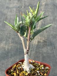 Image result for Adenia repanda