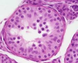 This layer is made up of sertoli. Testis Development Embryology
