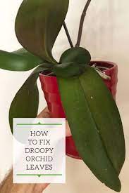 Droopy Orchid Leaves 1 Fix To Revive Your Plant Orchid Leaves Orchid Plant Care Repotting Orchids