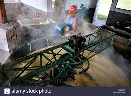 Manihot Esculenta Flour High Resolution Stock Photography And Images Alamy