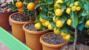 Menanam tanaman di pot memang membuat tanaman jadi sulit berbuah. Tips Dan Trik Agar Tanaman Di Dalam Pot Tumbuh Subur Serta Cepat Berbuah Tribun Pekanbaru