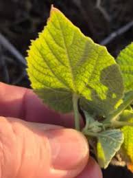 Image result for Abutilon guineense