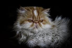 Do you sometimes find your kitty's claws around the house? All About Persian Cats Cost Personality Shedding More