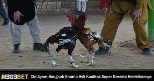 Bentuk dan model kaki ayam petarung pukul saraf/ko. Ciri Ayam Bangkok Shamo Asli Kualitas Super Beserta Kelebihannya