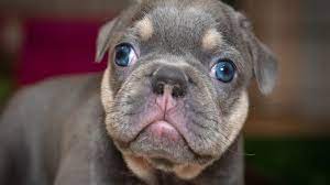 In addition, supreme will arrive healthy, family raised, and vaccinated. Lilac French Bulldog Breed Information Guide All Things Dogs All Things Dogs