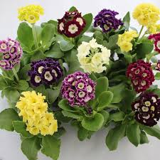 Image result for Primula x pubescens