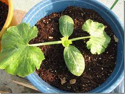 Courgettes) or baby marrow (cucurbita pepo) is a summer squash. 1 Week Old Zucchini Squash Growing In Containers Growing Zucchini Zucchini Plants Squash Flowers
