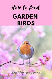 Provide a water source near protective shrubs during the summer months. How To Feed Garden Birds Sweet Life And Lemons Bird Garden How To Attract Birds Feeding