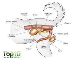 See full list on wikihow.com Home Remedies For Bladder Infections In Dogs Top 10 Home Remedies