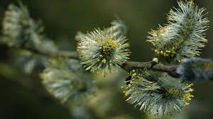 Image result for Goat Willow