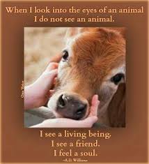 When I Look Into The Eyes Of An Animal I Do Not See An Animal When I Look Into The Eyes Of An Animal I See Feelings Forsure Animal Activism Animal Quotes Animals