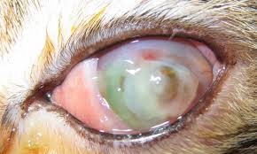 …my cat has had eye infections his whole life and nothing has worked as well as this medication.… however, there are prescription medications especially formulated for dry eyes that would probably work better. Antiviral Medications In Cats Clinician S Brief