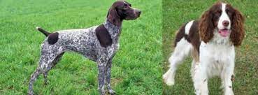 Whether your pet is a short haired breed chihuahua, moderate long coat springer spaniel or a fluffy haired siberian husky, they need to be groomed to look good. German Shorthaired Pointer Vs English Springer Spaniel Breed Comparison