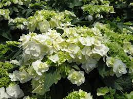 Bride's often say their wedding gowns are very different from the ideas they had on dresses when they first. Wedding Gown Hydrangea From Garden Debut