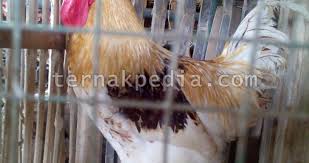 Truth or dare atau juga dikenal dengan sebutan 'jujur atau tantangan' adalah sebuah permain pesta yang bisa dimainkan oleh dua orang atau lebih. Memperoleh Ayam Jantan Saat Membeli Anakan Ayam Petelur Ternakpedia