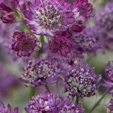 Image result for Astrantia majon `Abbey Road`