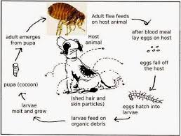 Dermagic Skin Care For Animals Blog Fleas Pet Advice Dog Skin Problem