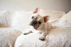 How can i adopt one of the animals? Adopt A French Bulldog Lovetoknow
