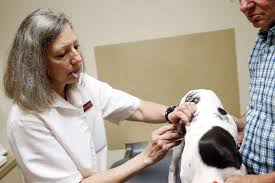 This is the only all pets veterinary clinic location in cedar rapids. Cases Of Heartworm In Pets On The Rise In Cedar Rapids The Gazette