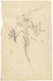 Elias Van Nijmegen Witte Lelie Elias Van Nijmegen 1677 1755 Lelie Museum Wit