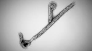 1:12 a man in guinea has died from the highly infectious marburg virus, which has sent more than 100 people into quarantine just months after the end of the country's ebola outbreak. Doh Confirms Ebola Reston Virus Case In Ph Facility