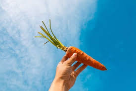 Cooked carrots will usually stay good for 3 to 5 days in the refrigerator and 10 to 12 months in the freezer. Do You Know How To Store Carrots Read This Guide To Find Out Listonic