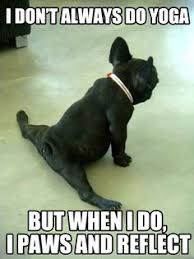 Funny Videos Funny Clips Funny Pictures Break Com Cute Animals Dancing Animals Animals