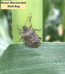 So, i'm trying, again, to grow corn in indiana. Stink Bugs Ut Crops Pest Guides