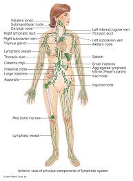 Flow Chart Lymphatic System Lymphatic Drainage Massage