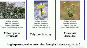 Image result for Calostephane divaricata