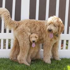 Every puppy is unique, just like every family is unique. Goldendoodle Puppies For Sale Available In Phoenix Tucson Az