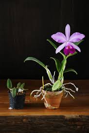 ビギナーでも花を咲かせられる カトレアの育て方 Lovegreen ラブグリーン