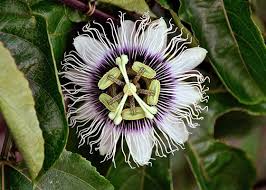 This was ray milland's american film debut, but his appearance as a party guest is uncredited. Passion Flowers Interflora