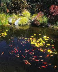 Garden Pond Suppliers Near Me Small Fish Pond Small Garden Fish Ponds Garden Pond Design