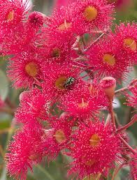 Pin On Australian Native Flowers