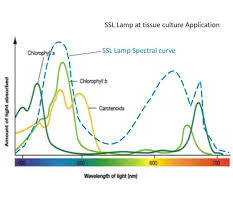 lighting fogponics