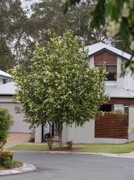 The lollipop tree is a peanut/nut free school. The 5 Best Trees For Brisbane Gardens Seed Landscape Design