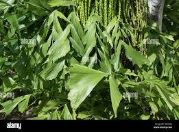 Image result for Caryota urens