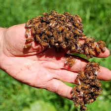 Das Gift Der Bienen Simplyscience