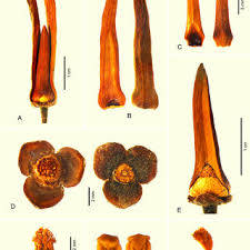 Image result for Friesodielsia